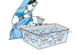 Gopi buys a fish from a shop for his aquarium. The shopkeeper takes out one fish at random from a tank containing 5 male fish and 8 female fish (see Fig. 15.4). What is the probability that the fish taken out is a male fish? Q.11